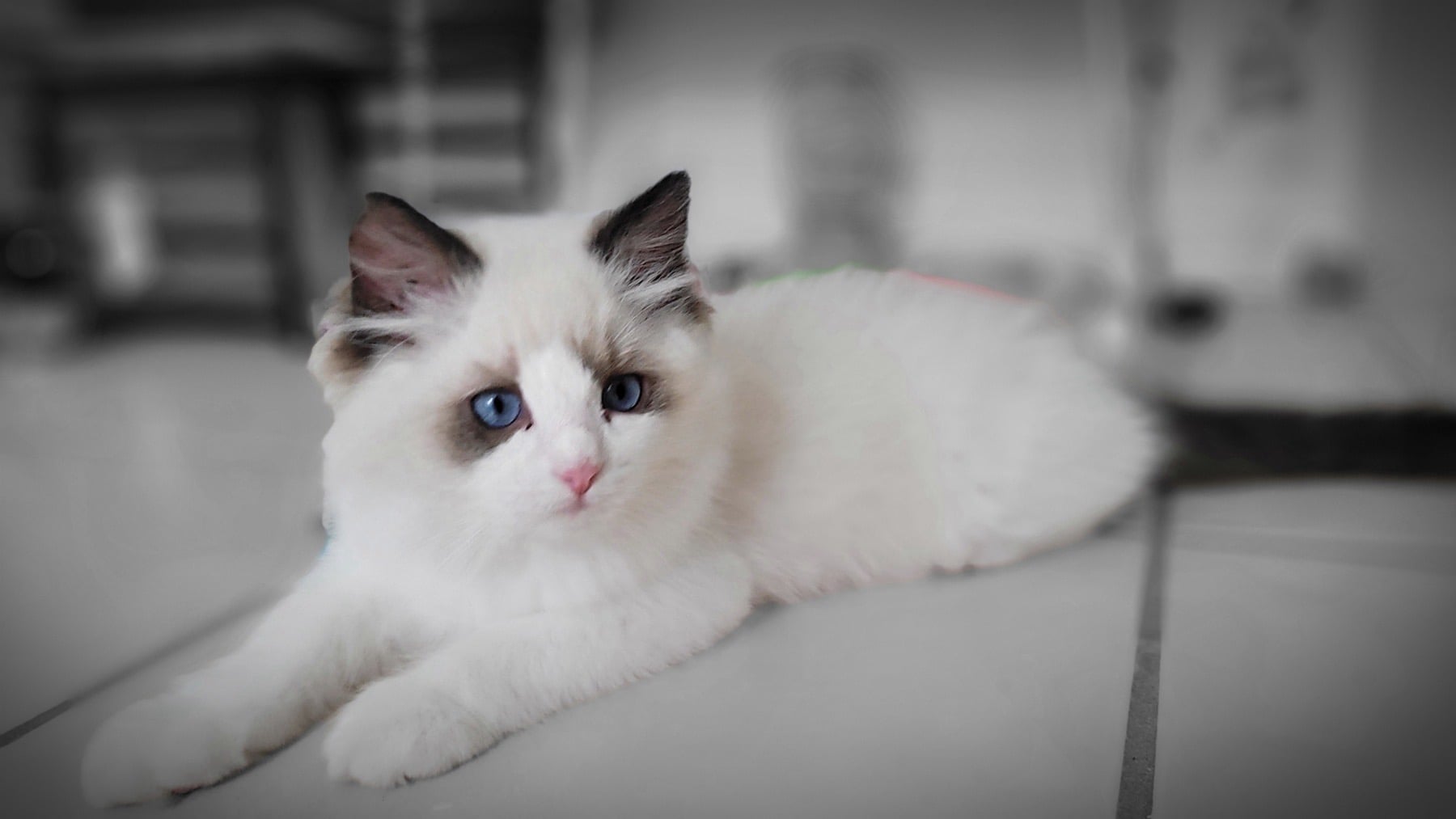 Seal bicolor Ragdoll kitten with blue eyes from Superkitty Cattery