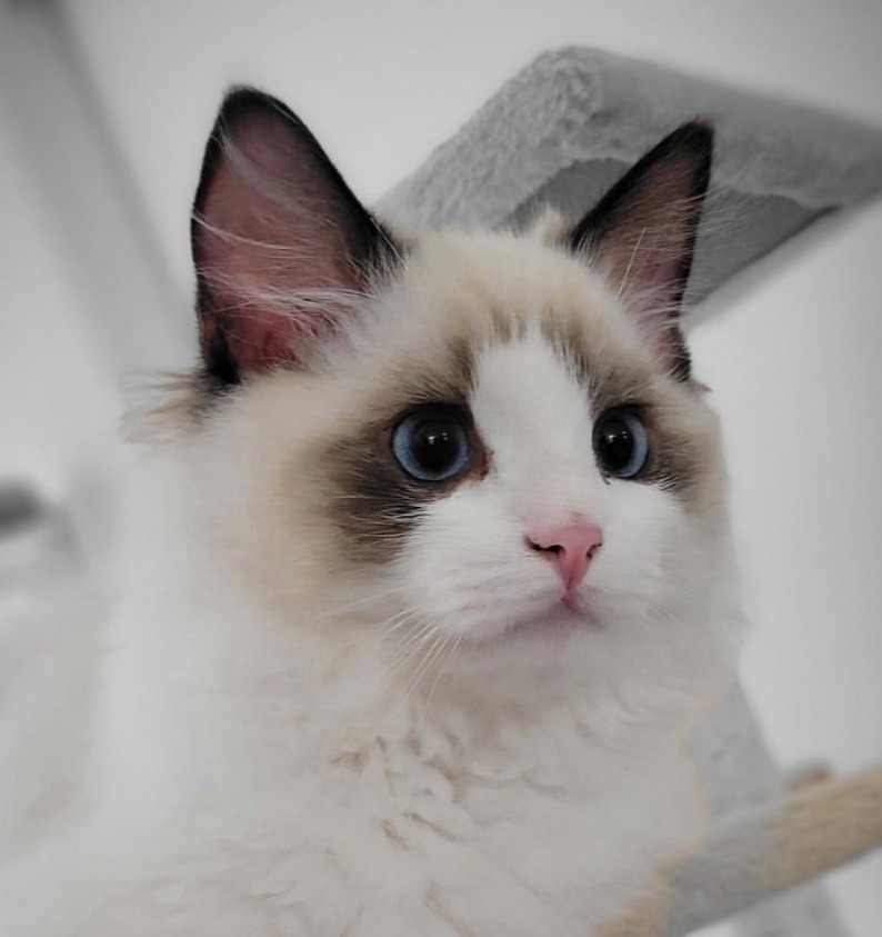 Close up portrait of a Seal Bicolor Ragdoll kitten with blue eyes