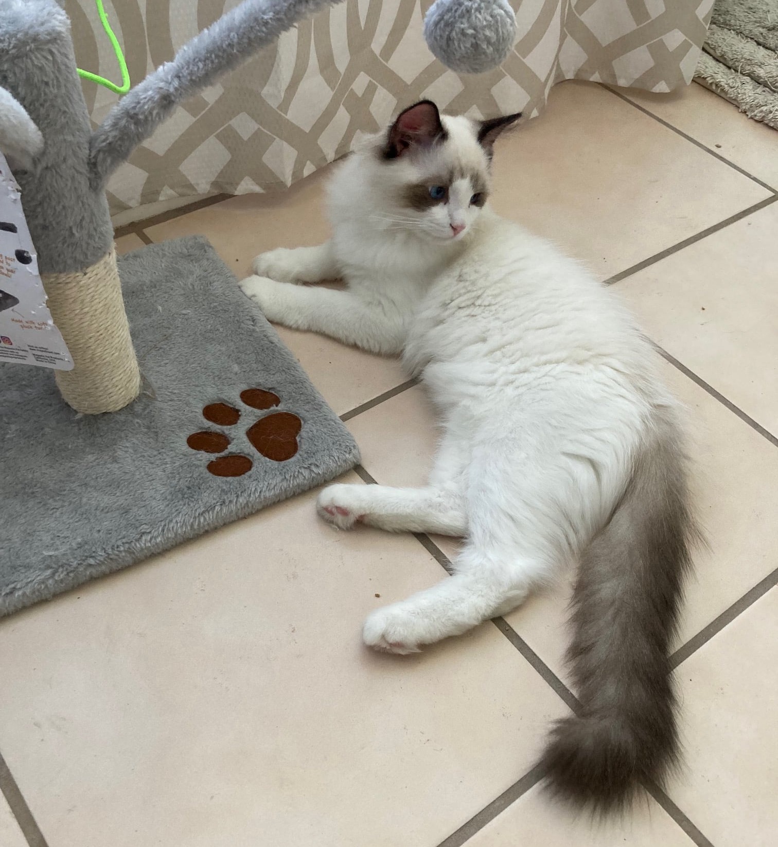 Seal bicolor Ragdoll kitten sitting next to a toy