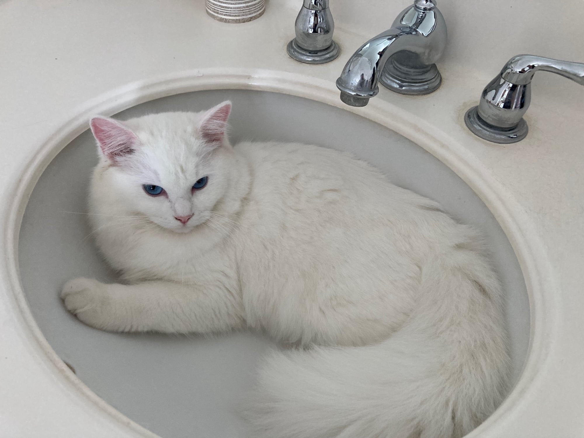 Juliette, a pure white blue eyed Ragdoll queen at Superkitty Cattery