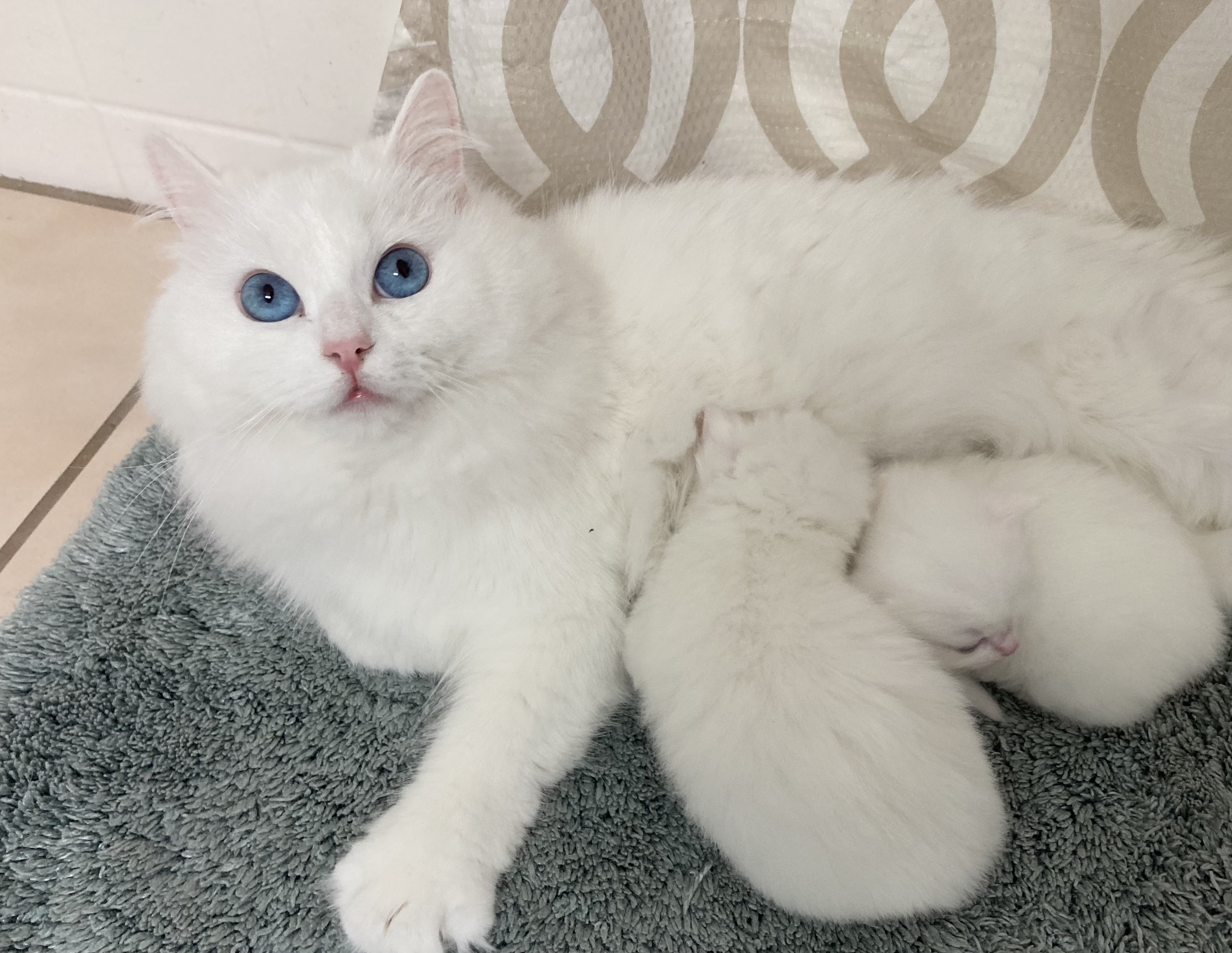 Juliette, a pure white Ragdoll mother, feeding her kittens at Superkitty Cattery