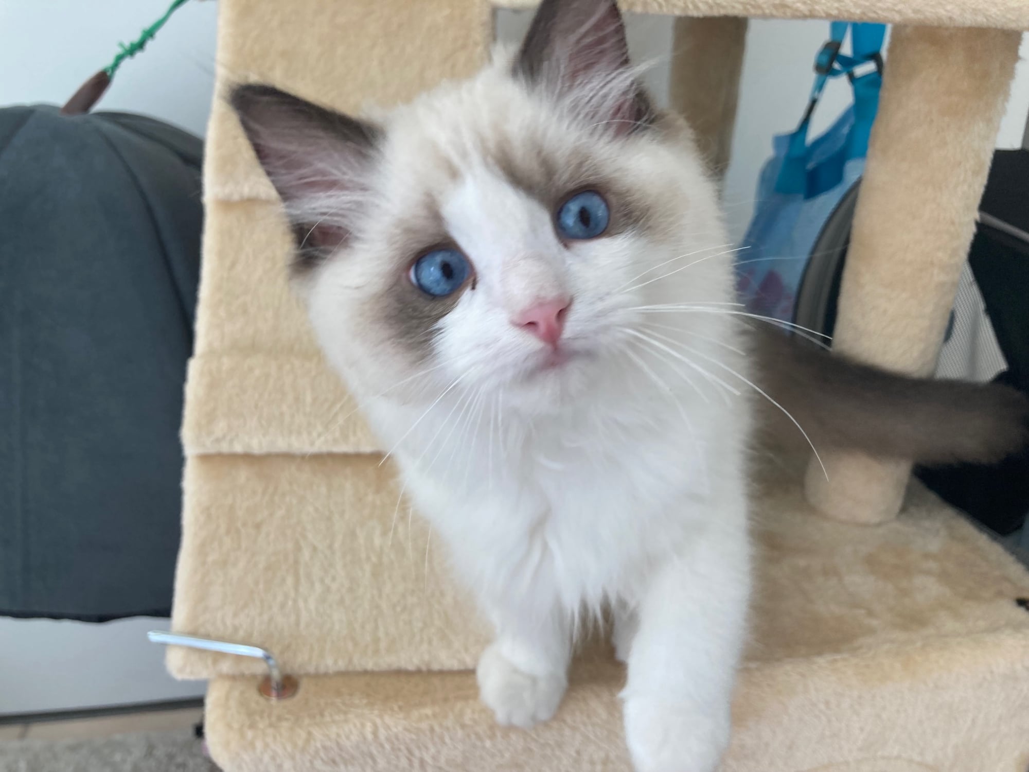 Curious blue eyed Ragdoll kitten from Superkitty Cattery