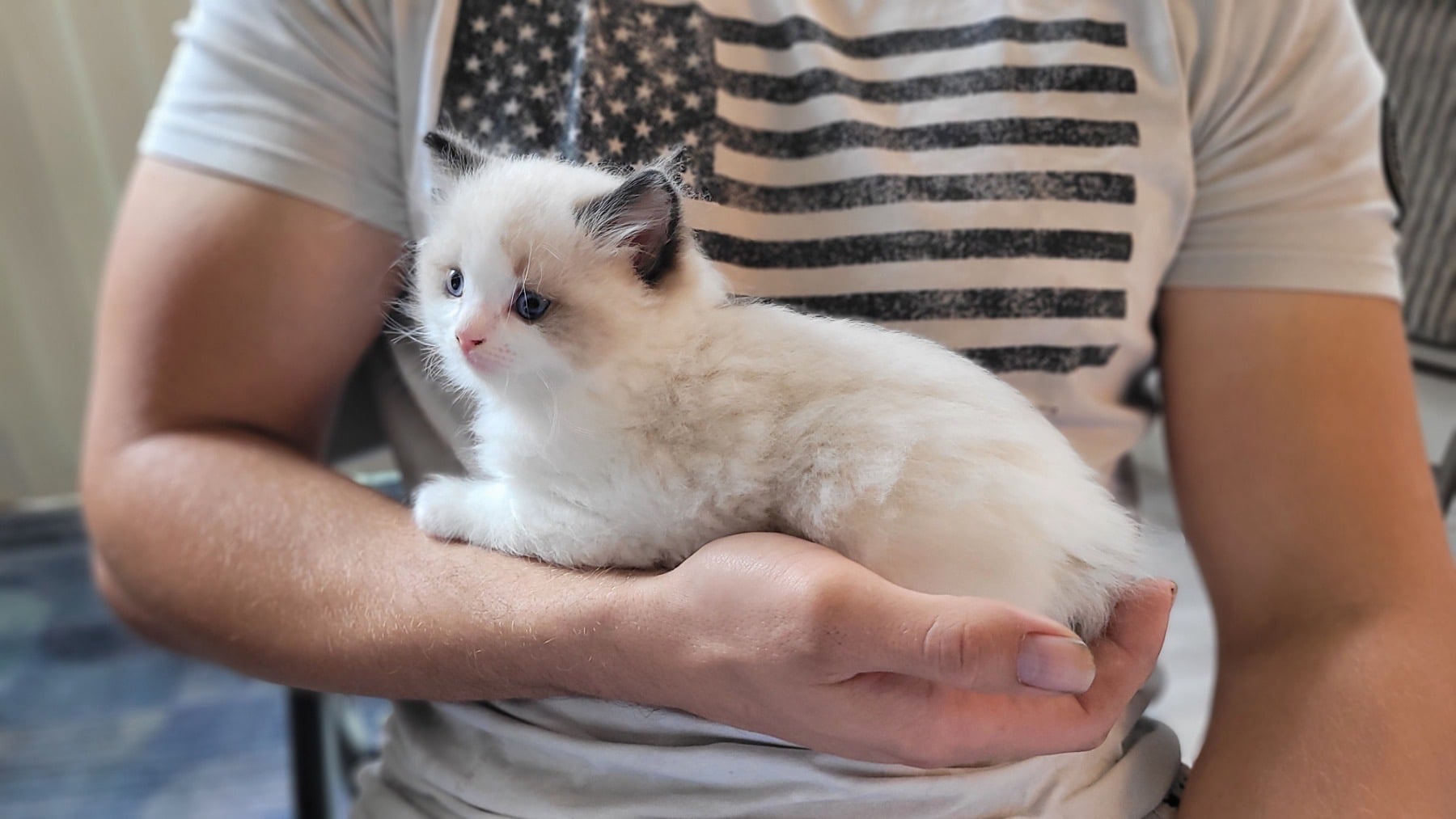 Tiny blue eyed Ragdoll kitten sitting on a hand at Superkitty Cattery in Riverside California