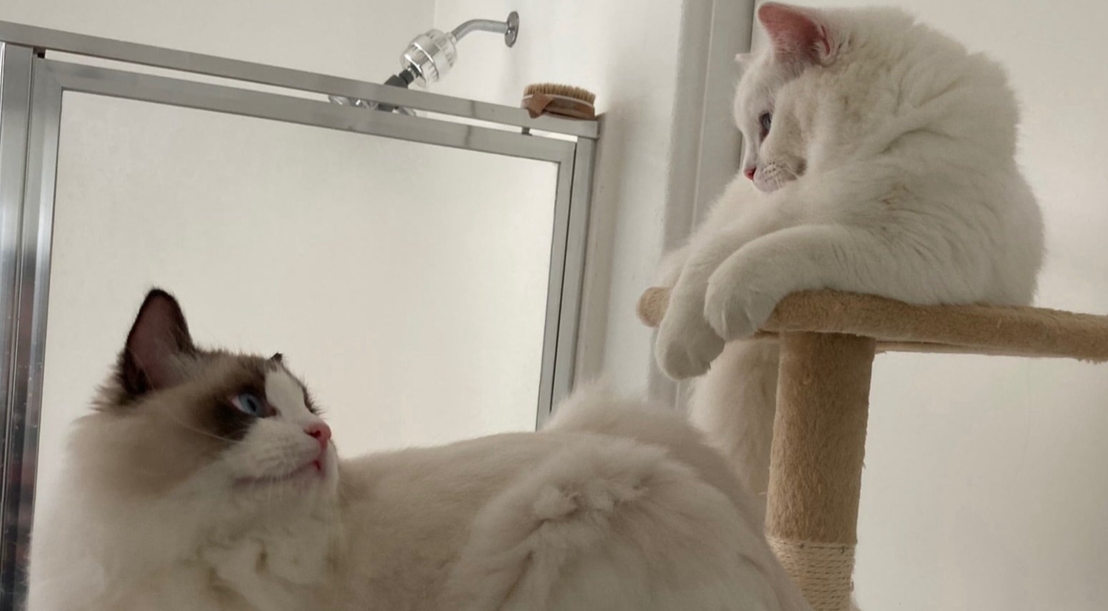 Romeo and Juliette, blue eyed Ragdoll parents at Superkitty Cattery