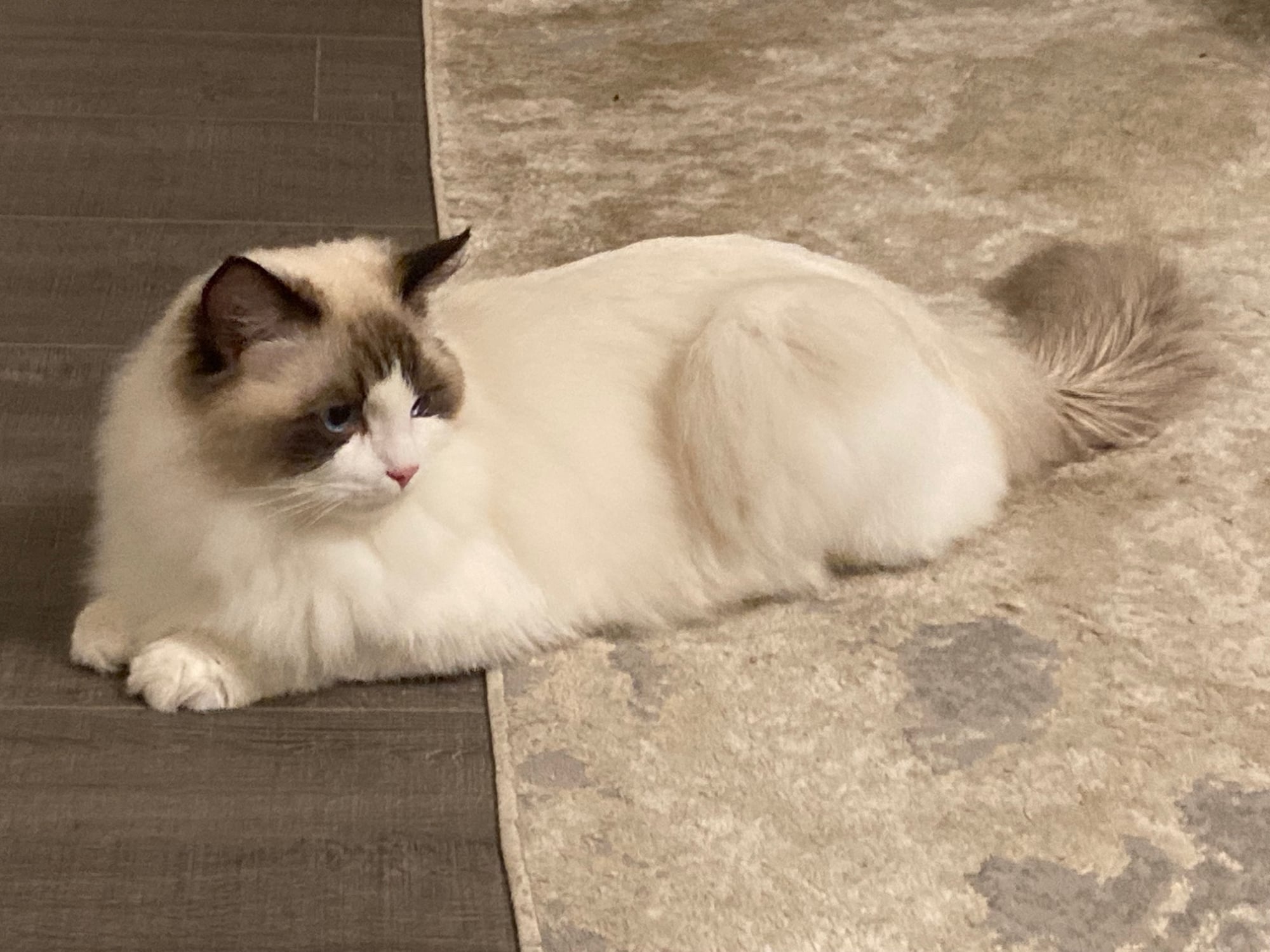 Romeo, a Seal Bicolor blue eyed Ragdoll king at Superkitty Cattery