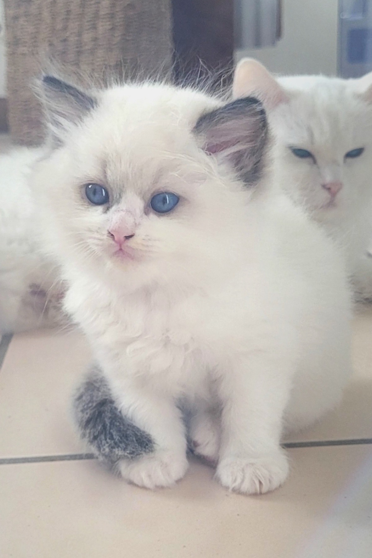 Pretty Seal Bicolor Ragdoll kitten with blue eyes sitting on tile at Superkitty Cattery
