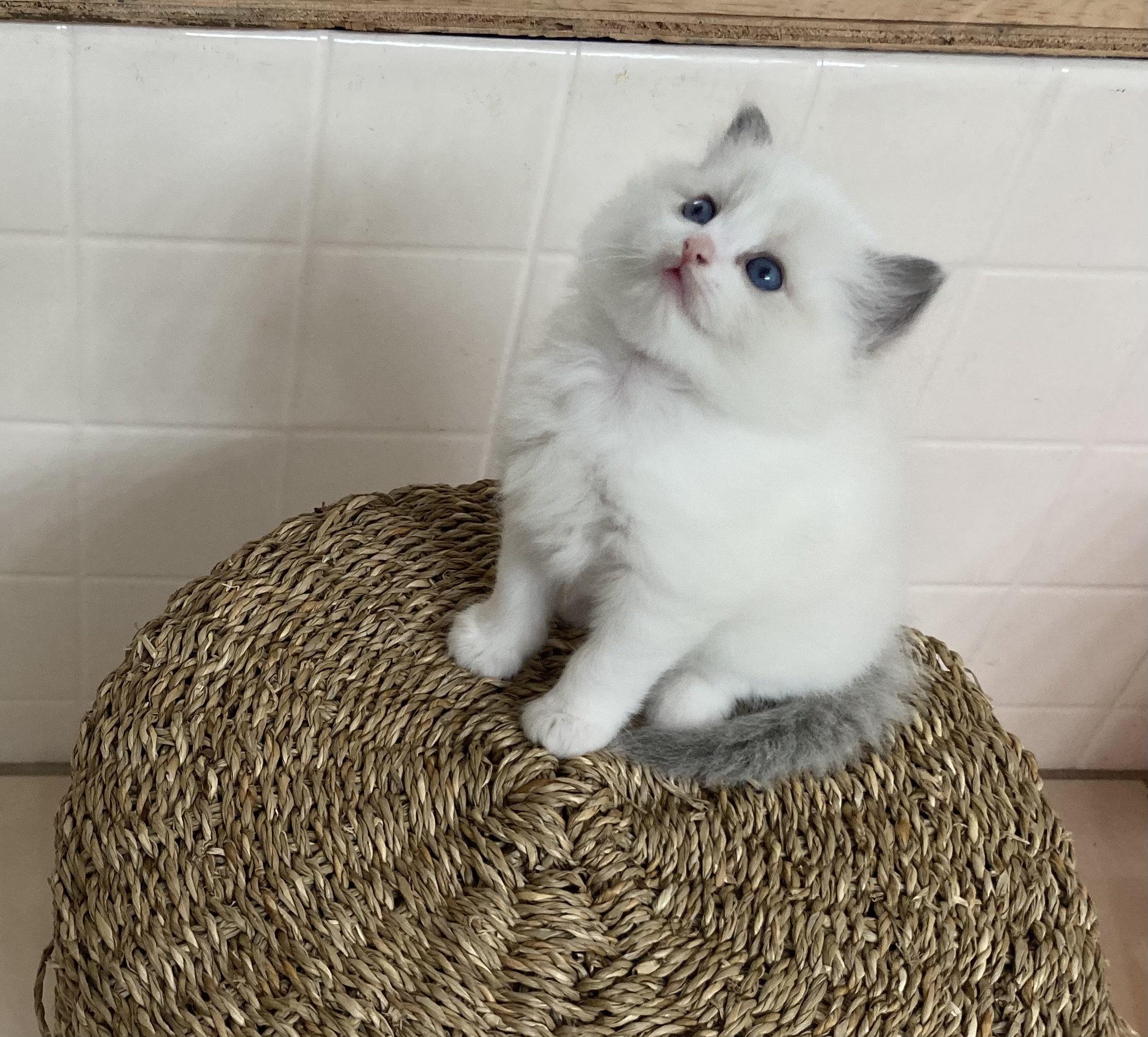 Seal bicolor Ragdoll kitten looking up from a straw basket at Superkitty Cattery
