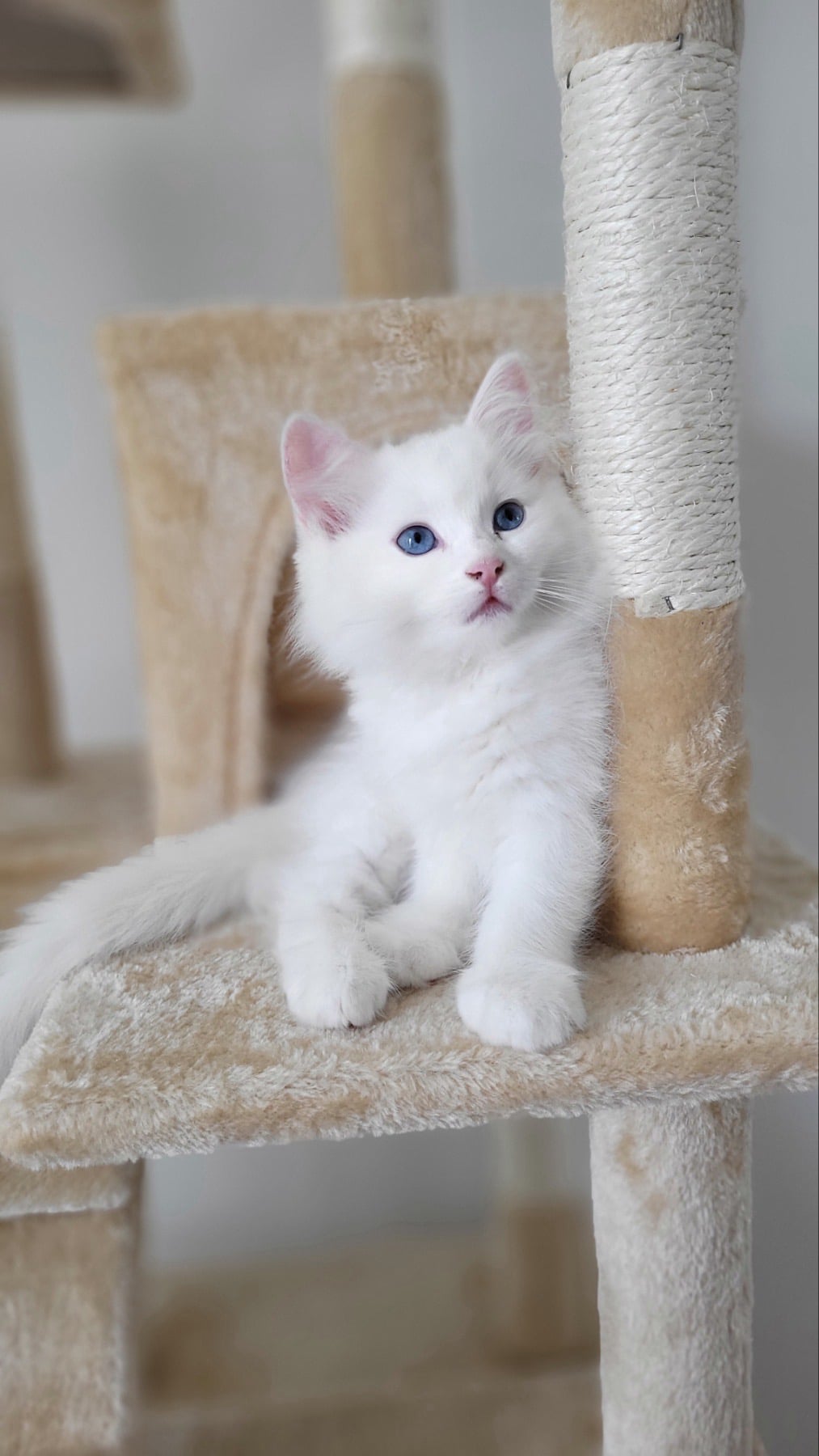 White blue eyed Ragdoll kitten looking up in Riverside California