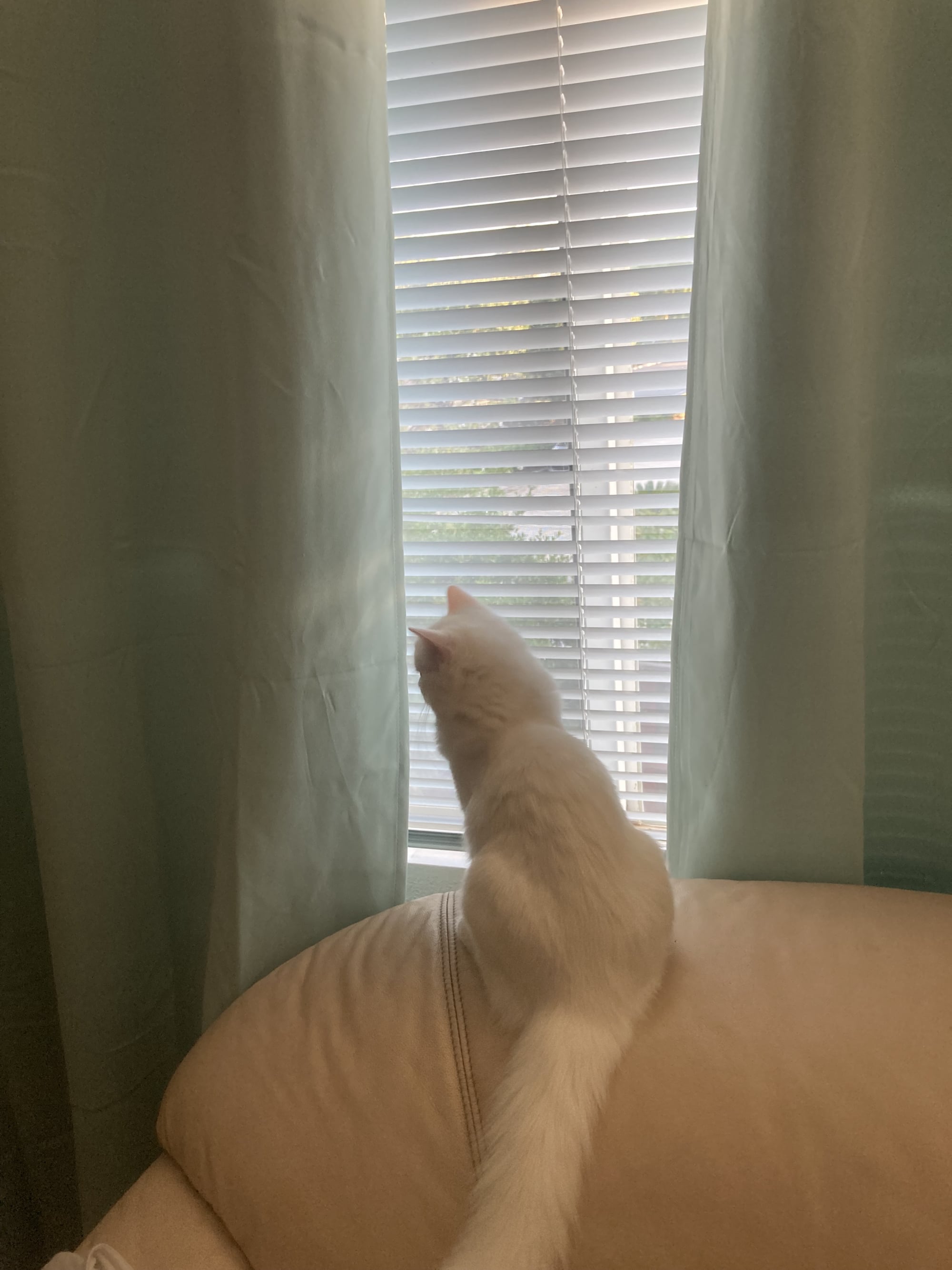 Pure white Ragdoll kitten with blue eyes looking away